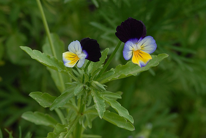 Violette des champs — Connaître et préserver la flore de Haute-Savoie -  Asters