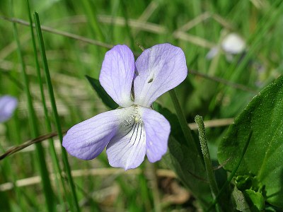 Violette des chiens