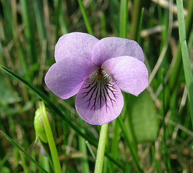 Violette des marais — Connaître et préserver la flore de Haute-Savoie -  Asters