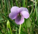 Violette des marais