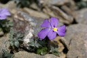 Violette du mont Cenis