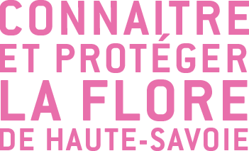 Connaître et préserver la flore de Haute-Savoie - Asters